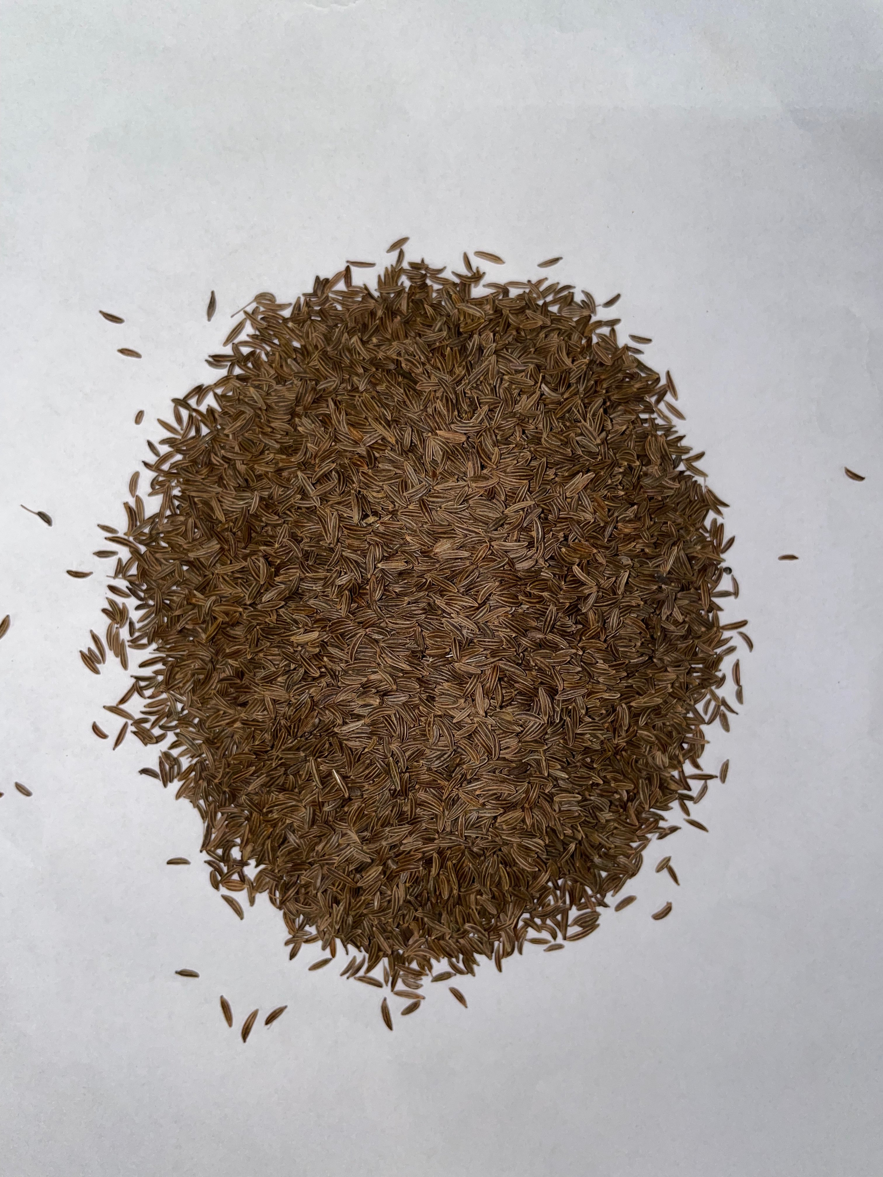 Karwij zaad (kummel)