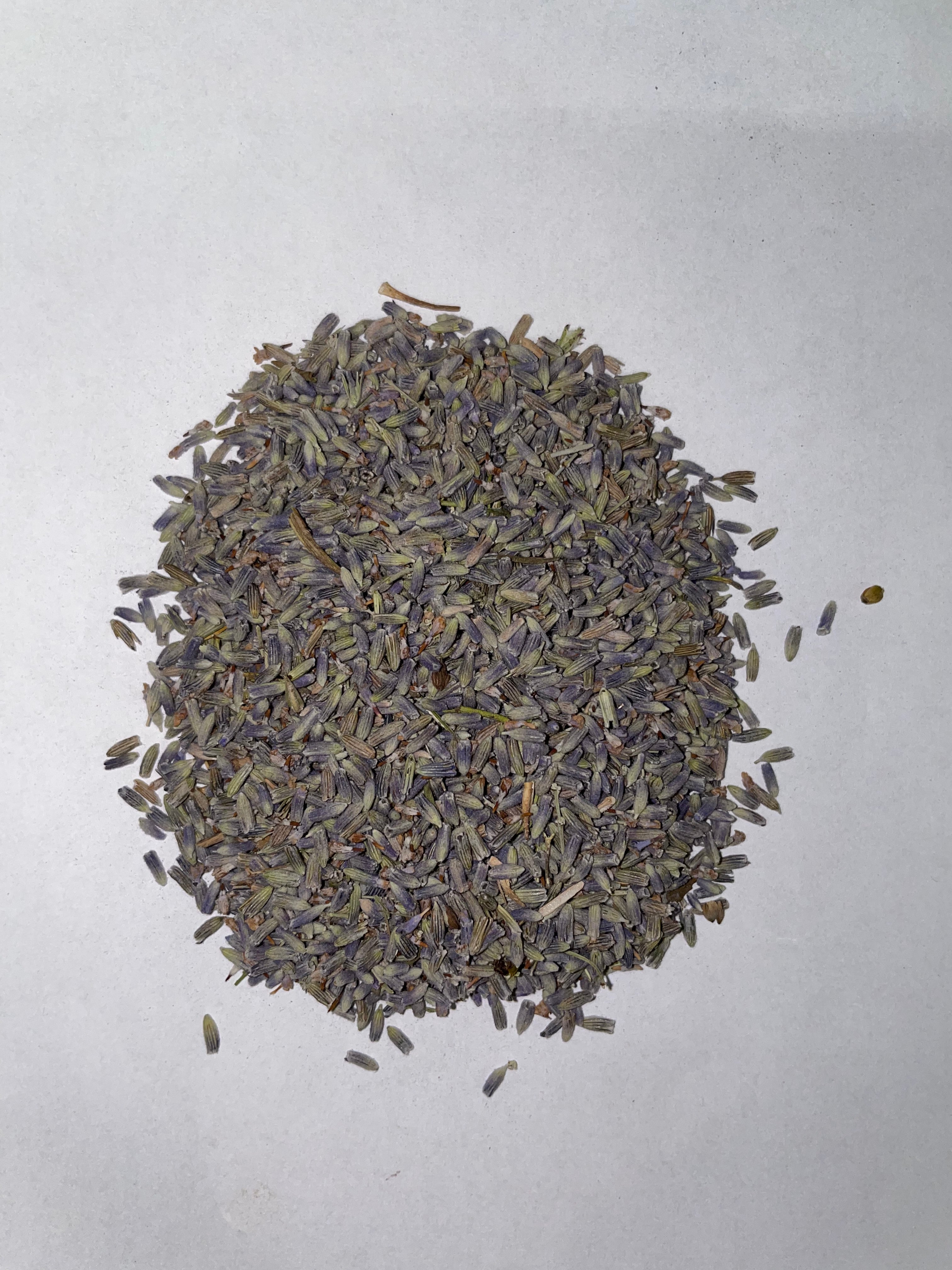 Franse lavendel bloemen