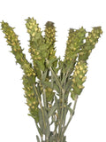 Griekse berg thee (Biologisch)