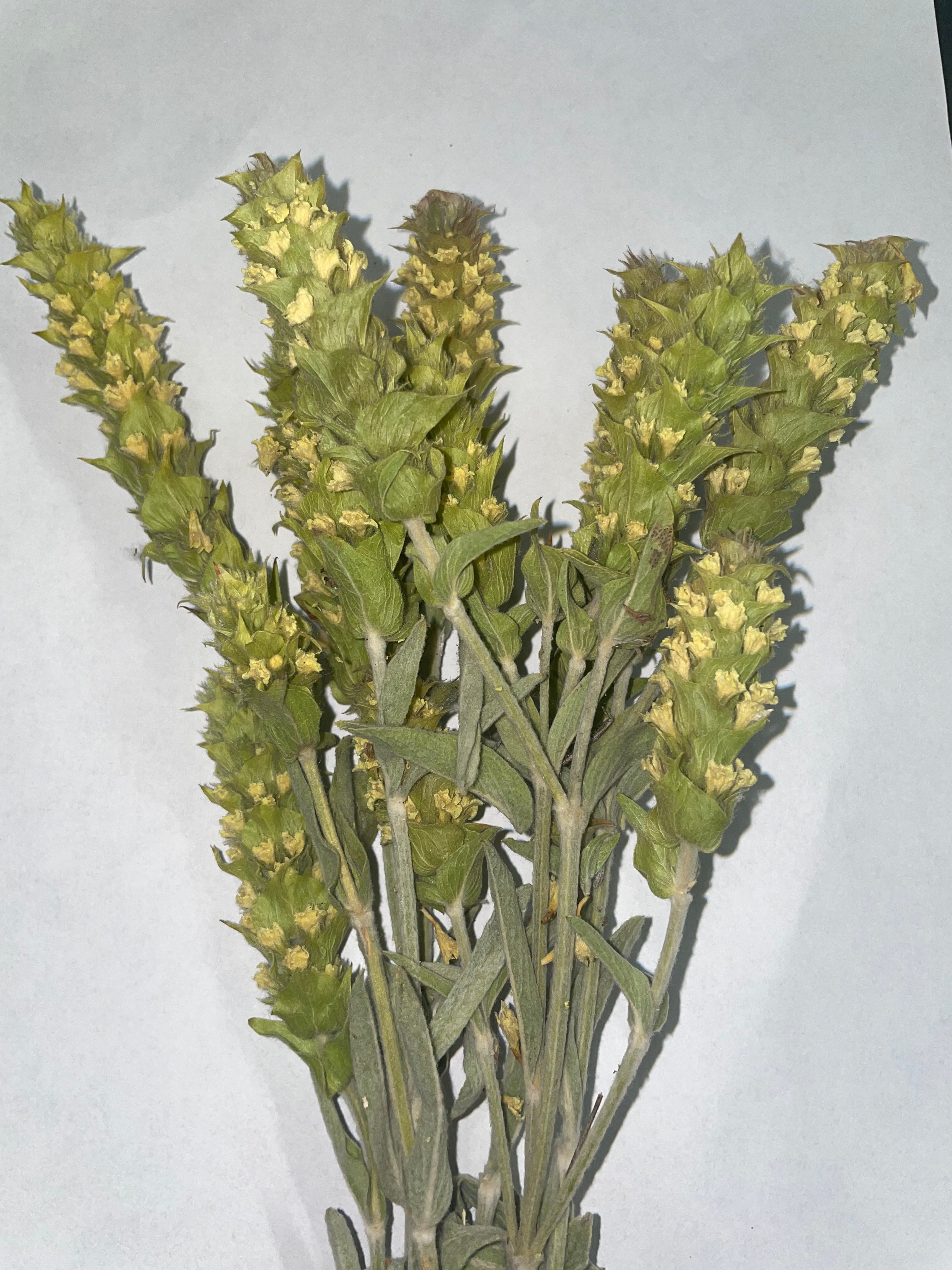 Griekse berg thee (Biologisch)